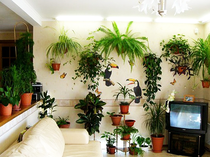 Польза комнатных растений в городской квартире