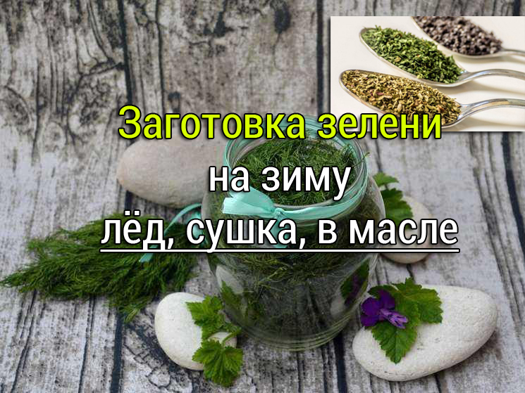 заготовка зелени на зиму